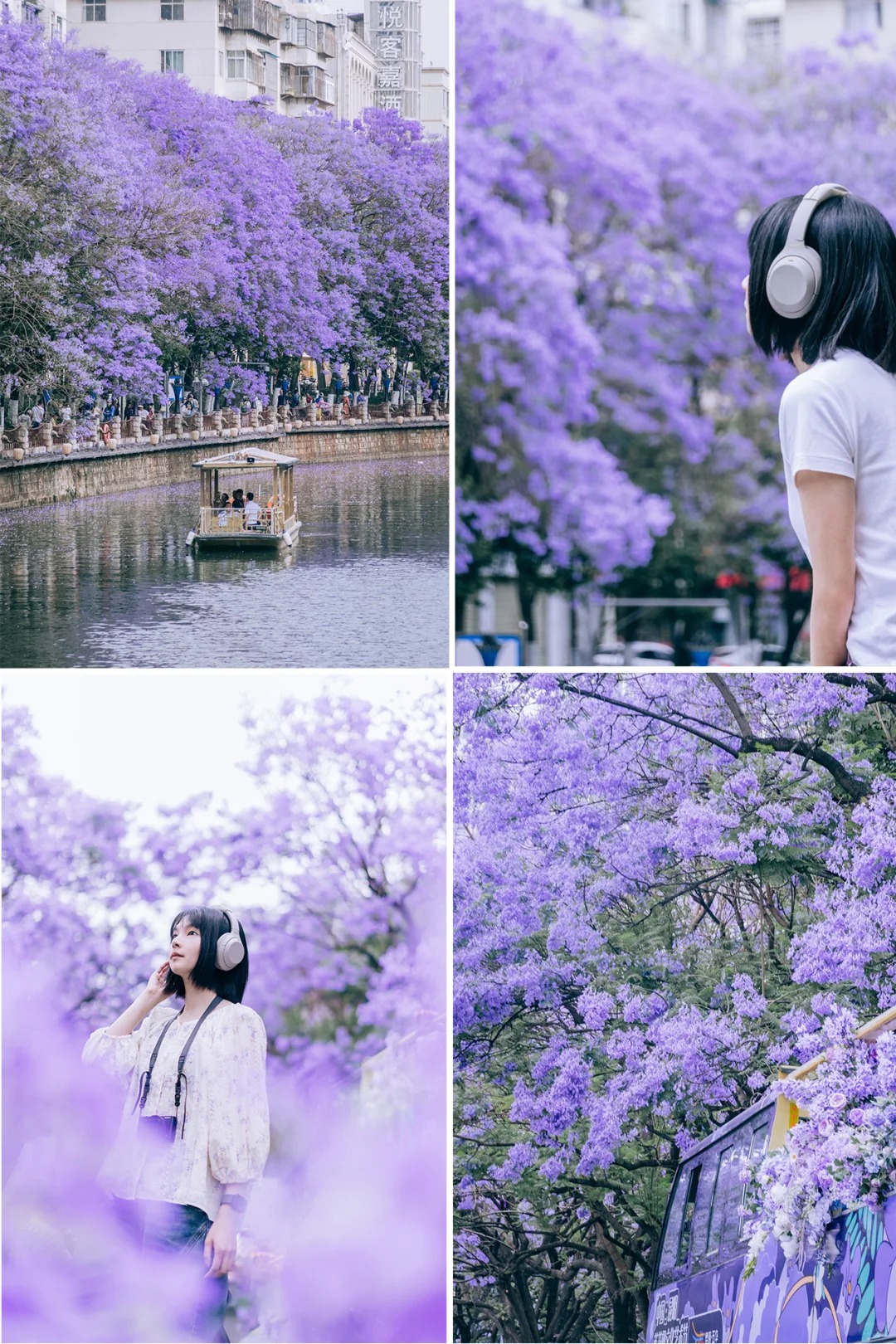 CÔN MINH MÙA HOA PHƯỢNG TÍM